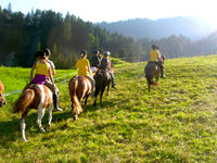 Reiten auf Islandpferden