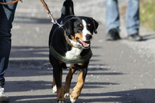 Sozialisierung von Hunden im Mittelpunkt